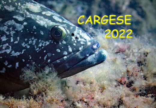 Cargese2022