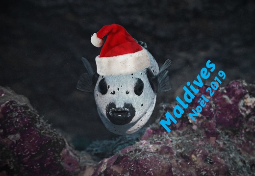Maldives 2019