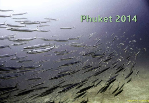 Phuket - 2014
